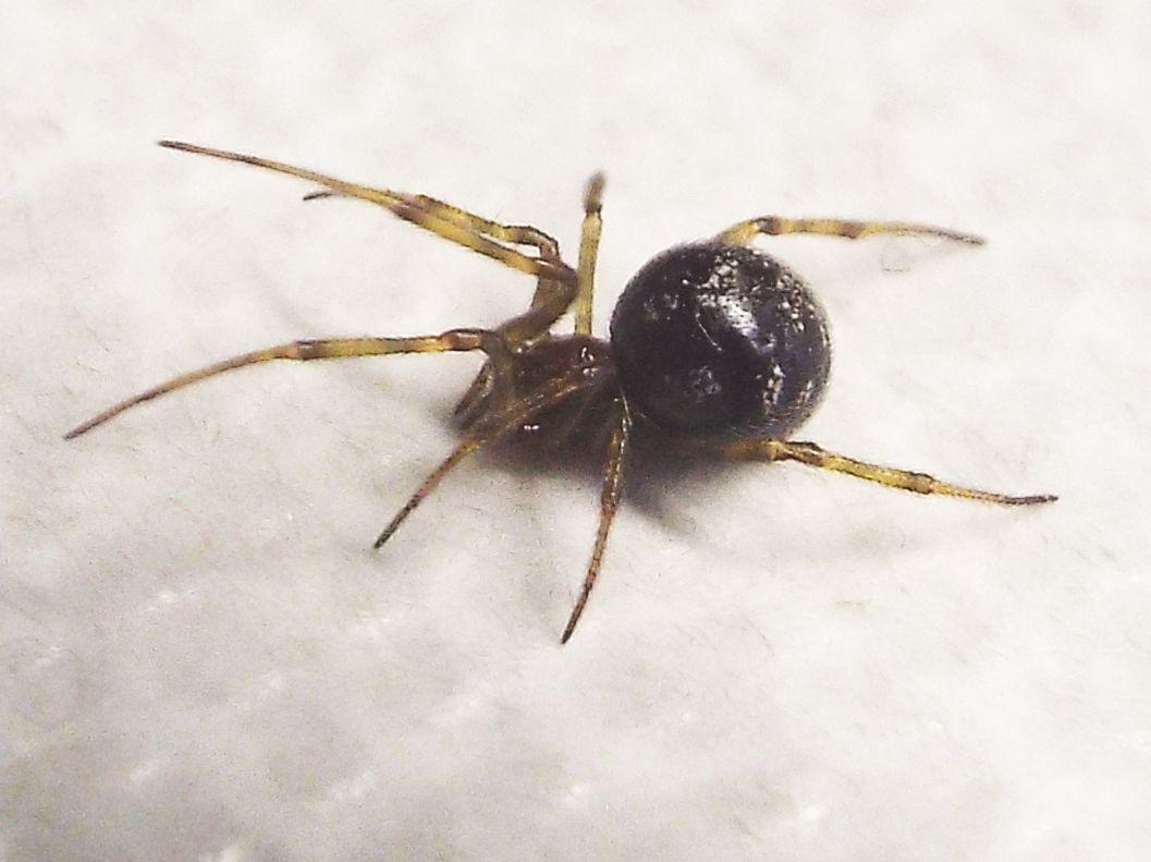 Steatoda triangulosa...strana - Milano